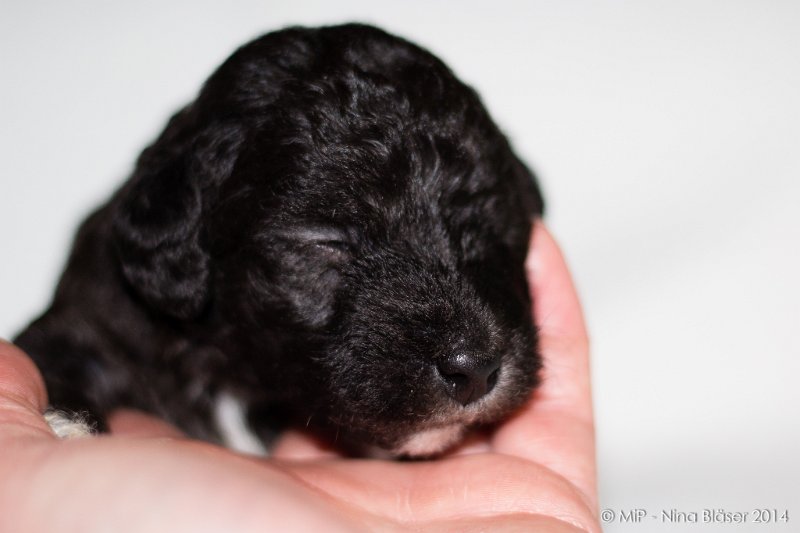 2014-02-18 Welpen Svet & Ruby-1917.jpg - Day 15